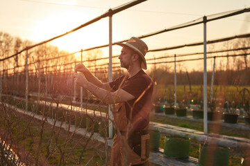 Male gardener with hat working in a blueberries organic farm.