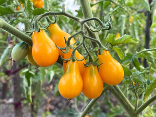 Close-up of Ripe Yellow Pear Tomatoes on the Vine