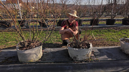 Male gardener working in a blueberries organic farm.