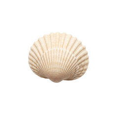 Natural seashell, isolated on transparent background  