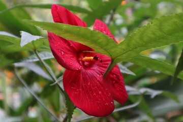Malvaviscus – Flowering Plant from the Mallow Family vibrant red Malvaviscus flower, resembling hibiscus, photographed in a tropical garden. The image displays its bright petals