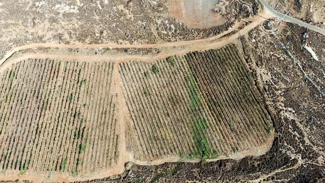 overhead rotating drone footage of large vineyard in the israeli desert valley 
