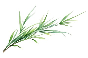 Fototapeta premium Branch plant grass herbs.