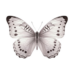 Monochrome butterfly, isolated on transparent background