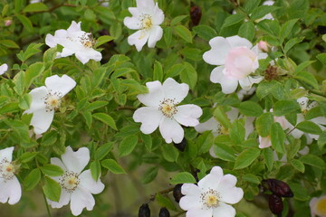 white flowers in the garden