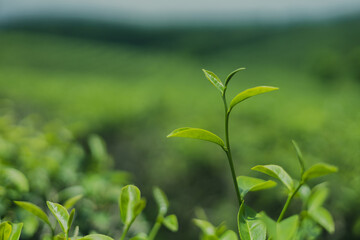 Green tea leaf buds from tea plantations in a natural farm in the morning in Thailand, a cash crop for making tea and used as a health care product.