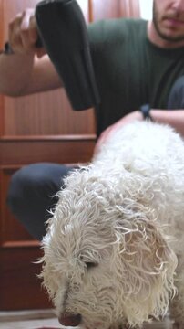 Man drying white lagotto romagnolo dog after bath