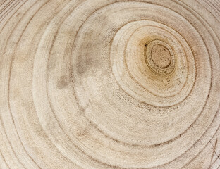 Cernes de bois