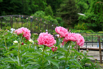 Peony tree in the garden