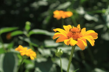 yellow flower in the garden