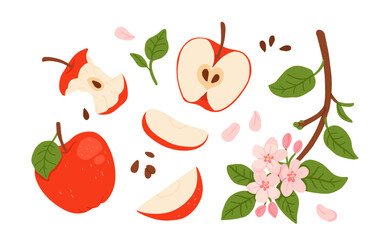 Vector set of red apple illustrations: whole, bitten, halves, slices, seeds, leaves, blooming branch with flowers. Flat cartoon style isolated fruit collection on white background.