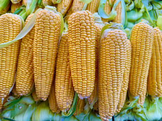 Fresh Sweetcorn. Sweetcorn displayed on a bazaar stall.