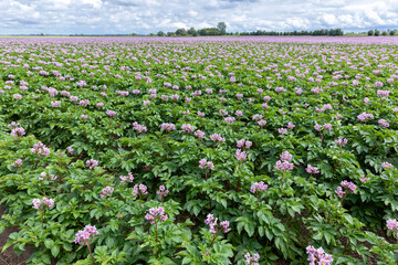 Akker met paars bloeiende aardappelplanten. De bloemen van de aardappelplant kunnen witte, roze of paarse stervormige bloemen hebben met gele meeldraden.