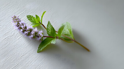 Verdant mint sprig displaying glossy green foliage and soft lavender blossoms resting against textured white surface, highlighting botanical elegance and organic beauty