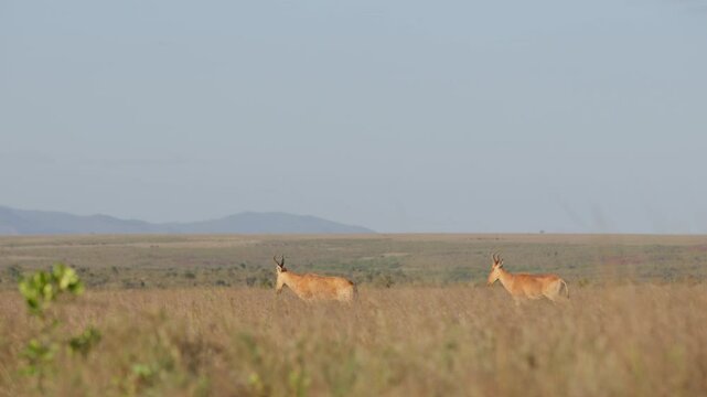 Very wide gimbal tracking of a pair of Hartebeests (Alcelaphus buselaphus) walking through tall dry grass under hot midday sun in Kenya