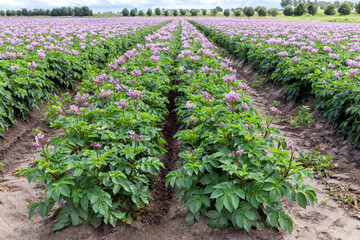 Akker met paars bloeiende aardappelplanten. De bloemen van de aardappelplant kunnen witte, roze of paarse stervormige bloemen hebben met gele meeldraden.