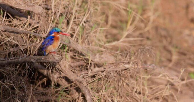 Wide of Malachite Kingfisher (Corythornis cristatus) perching on a deadwood preening itself at midday in Kenya