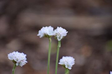 white flowers on blue background