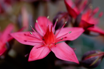 pink lily flower