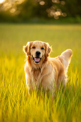 Golden Retriever Sitting in Sunny Meadow with Bokeh Background