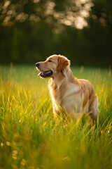 Golden Retriever Sitting in Sunny Meadow with Bokeh Background