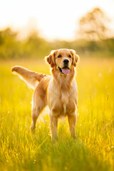 Golden Retriever Sitting in Sunny Meadow with Bokeh Background