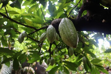Cocoa pods hanging on a Theobroma cacao tree under filtered sunlight. These greenish-yellow fruits,...