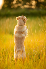 Golden Retriever Sitting in Sunny Meadow with Bokeh Background
