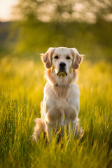 Golden Retriever Sitting in Sunny Meadow with Bokeh Background