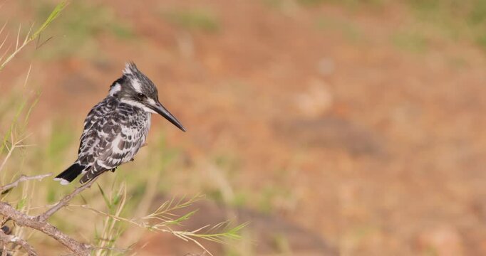 Wide of Pied Kingfisher (Ceryle rudis) perching on the edge of a dry branch at midday in Kenya