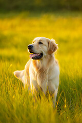 Golden Retriever Sitting in Sunny Meadow with Bokeh Background