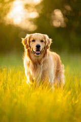 Golden Retriever Sitting in Sunny Meadow with Bokeh Background