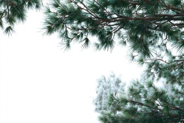 Obraz premium ine tree branches and leaves in the foreground