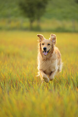 Golden Retriever Sitting in Sunny Meadow with Bokeh Background