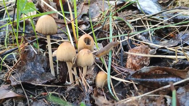 Family of Small Mushrooms and Slug in Spring Forest (Coprinus spp. & Arion spp.)