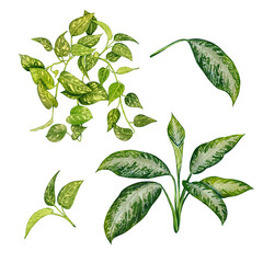 Set of green tropical houseplant leaves. Watercolor botanical illustration featuring epipremnum and aglaonema. Gardening. Perfect for eco projects, interior design, garden themes, invitations.