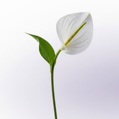 Fototapeta premium Calla Lily / White Anthurium: Elegant Tropical Bloom