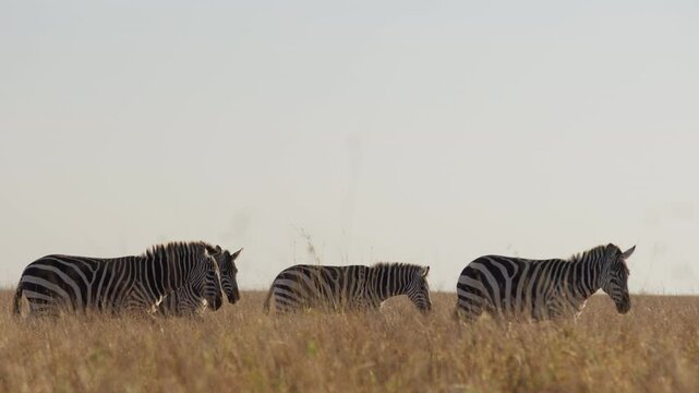 Very wide dolly tracking of a zeal of Plains Zebras (Equus quagga) walking through dry savannah grassland in the afternoon in Kenya