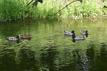 ducks on the lake