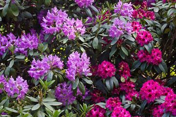 flowering rhododendron bush. Pink flowers of rhododendron close-up