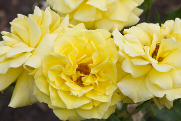yellow rose close-up on a bush in the garden