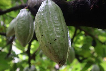 Close-up of cocoa pods hanging on a Theobroma cacao tree under filtered sunlight. These greenish-yellow fruits, known as the origin of chocolate