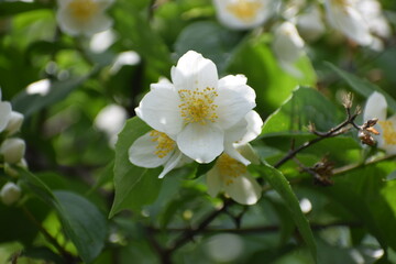 apple tree blossom