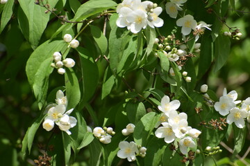 white flowers in the garden
