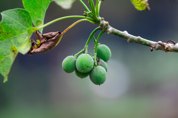 Close-up of Jatropha curcas fruit. Known for medicinal benefits, its seeds contain oil used in biofuel. Rich in antioxidants, antimicrobial, and anti-inflammatory compounds.