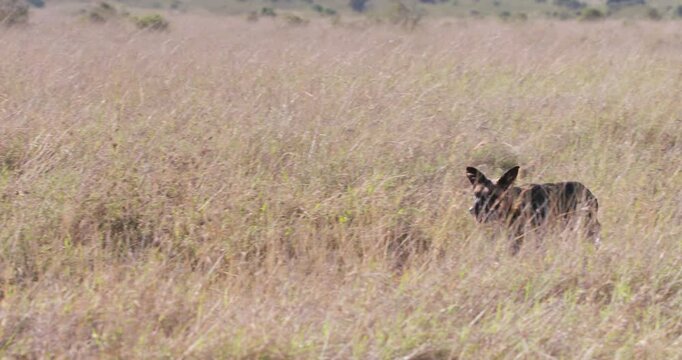 Wide tracking of collared African wild dog (Lycaon pictus) running across the grasslands in afternoon in Kenya
