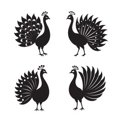 Peacock With Open Feathers Displayed Gracefully