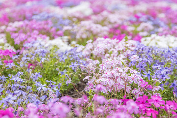 The Fuji Shibazakura Festival is held at Lake Motosu in Yamanashi Prefecture, Japan. 富士芝桜まつり