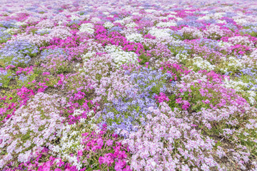 The Fuji Shibazakura Festival is held at Lake Motosu in Yamanashi Prefecture, Japan. 富士芝桜まつり