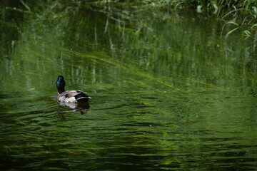 duck on the water
